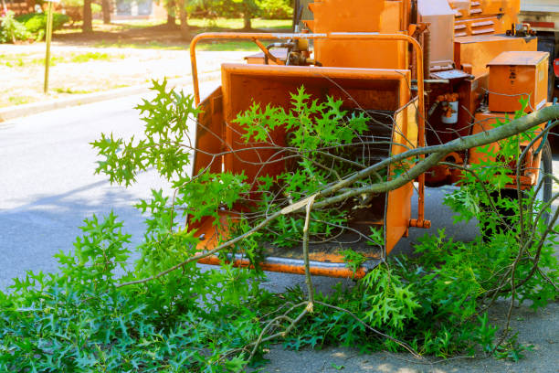 Lawn Watering Services